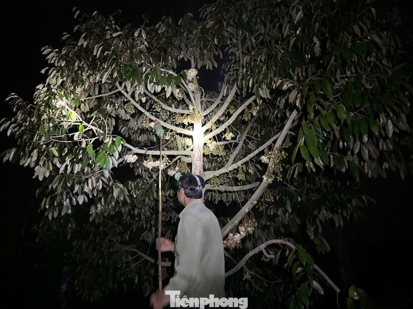 Nếu thực hiện đúng kỹ thuật thụ phấn, sầu riêng sẽ đem đến năng suất và khả năng đậu quả cao. Sầu riêng ra hoa là giai đoạn quan trọng quyết định đến cả vụ mùa. Thời điểm này, nhiều nông dân thức đêm soi đèn thụ phấn cho hoa.