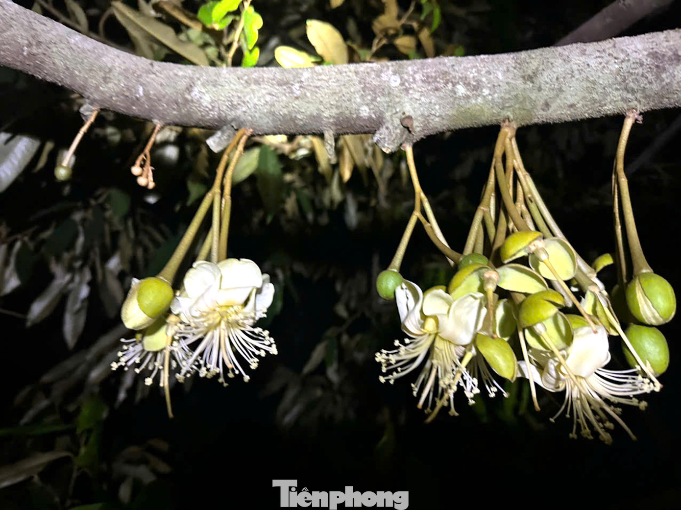 Mỗi năm cứ độ tháng 4, những vườn rẫy sầu riêng vào mùa bung cánh. Người nông dân lại tất bật "kết duyên" cho loài cây đặc sản này.