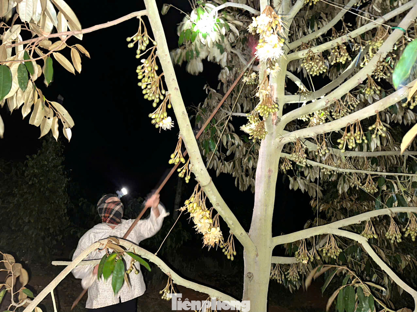 Gia đình bà Hải có hơn 1ha trồng sầu riêng giống Dona xen cà phê và tiêu. Rẫy sầu riêng này đã thu hoạch chính vụ được 6 năm.