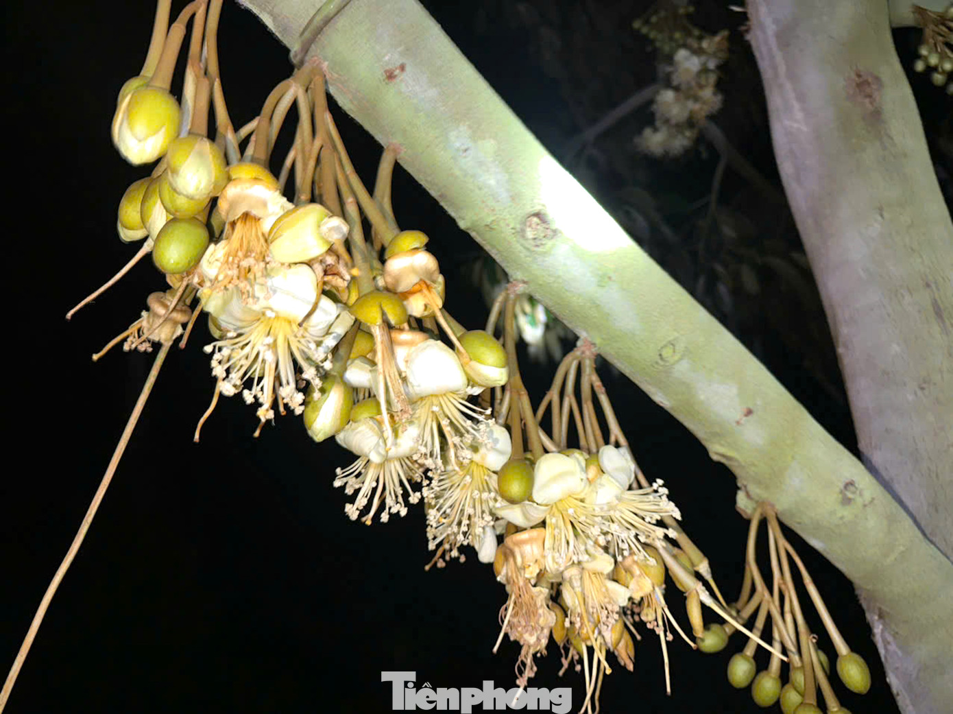 Hoa sầu riêng mọc thành từng chùm có mùi thơm rất dễ chịu, nở rộ vào ban đêm.