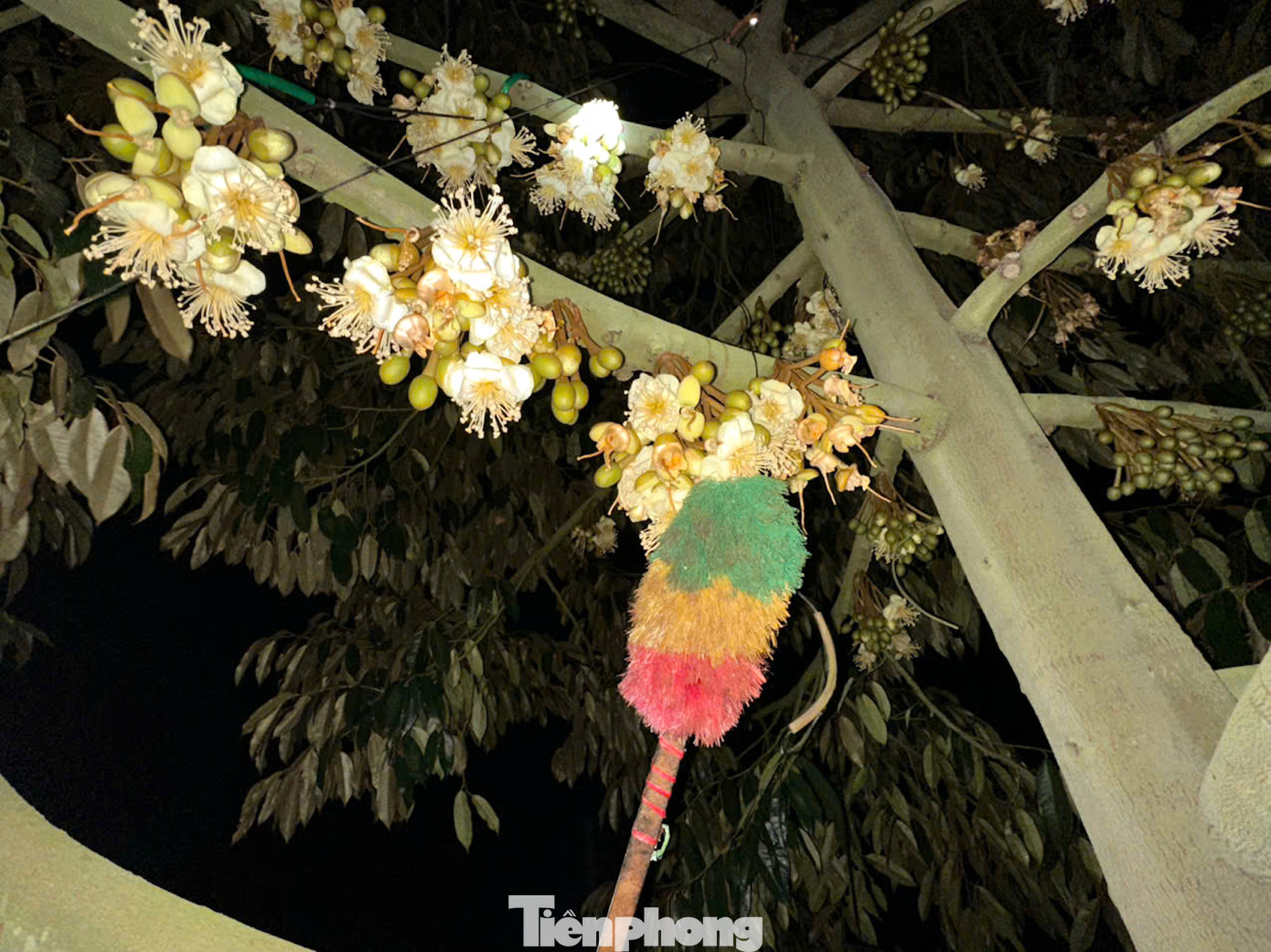 Những bông hoa sầu riêng mọc ra từ các nhánh trên thân được chiếc chổi lông mềm mại nhẹ nhàng chạm vào di chuyển những hạt phấn của hoa này sang đầu nhụy hoa kia.