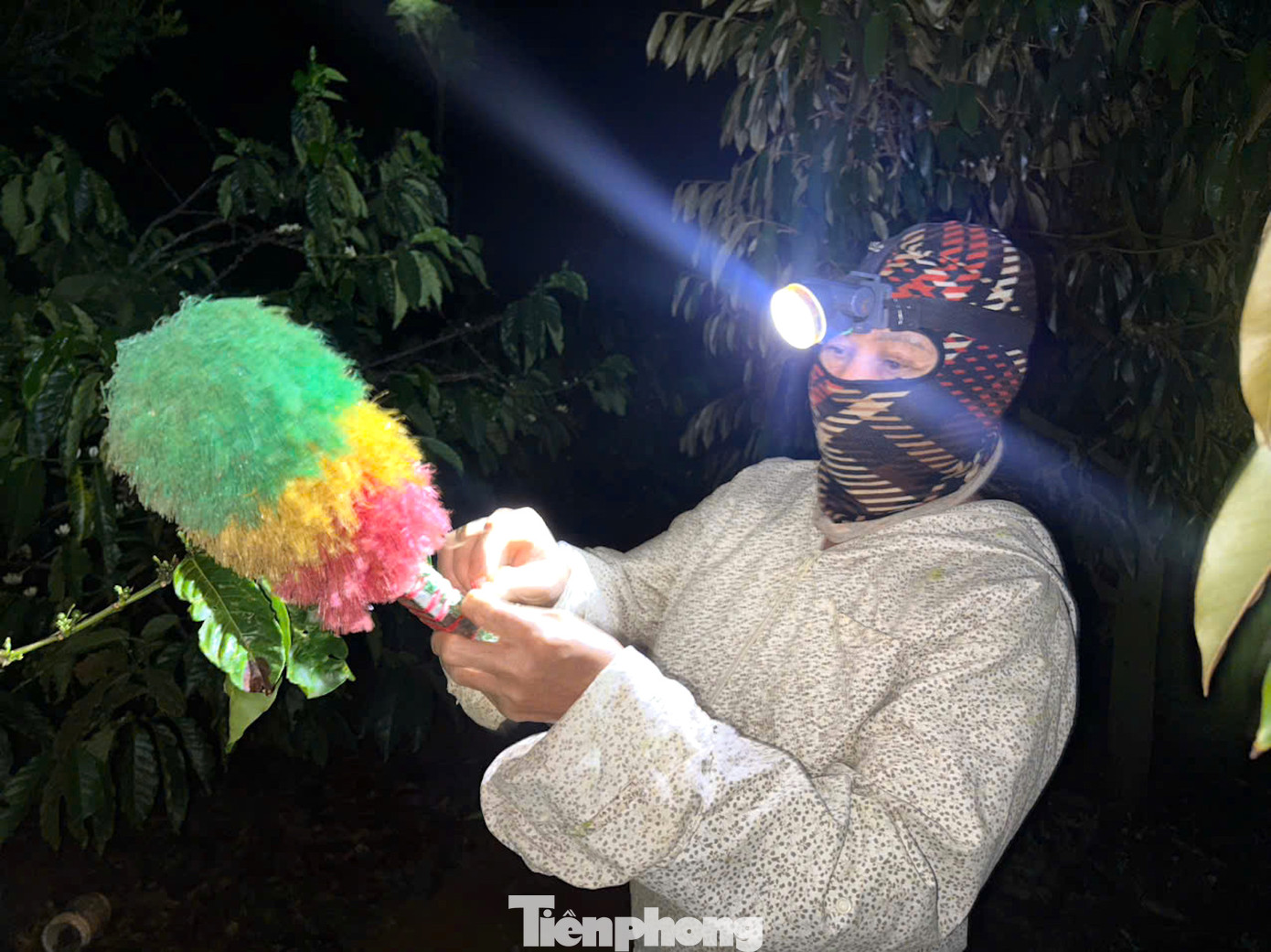 Màn đêm buông xuống, bà Thái Thị Hải (xã Cư Dliê Mnông, huyện Cư M’gar, tỉnh Đắk Lắk) chuẩn bị chổi lông mềm cột sẵn vào một đầu cây dài, đèn pin đội đầu, bắt đầu công việc xe duyên cho cây sầu riêng.