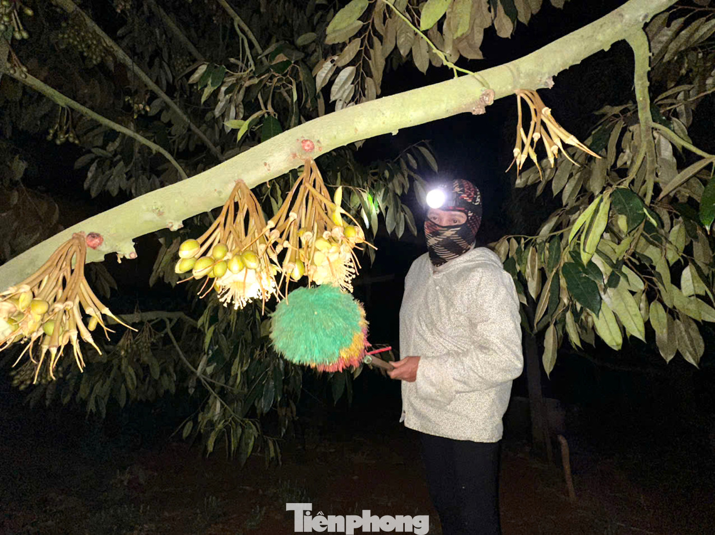 Nếu để cây tự thụ phấn tỉ lệ đậu quả thấp, chăm sóc không đúng cách quả dễ bị méo, lép múi, sượng cơm khi chín. Khi được kết duyên, quả sầu riêng tròn, múi đầy cơm.