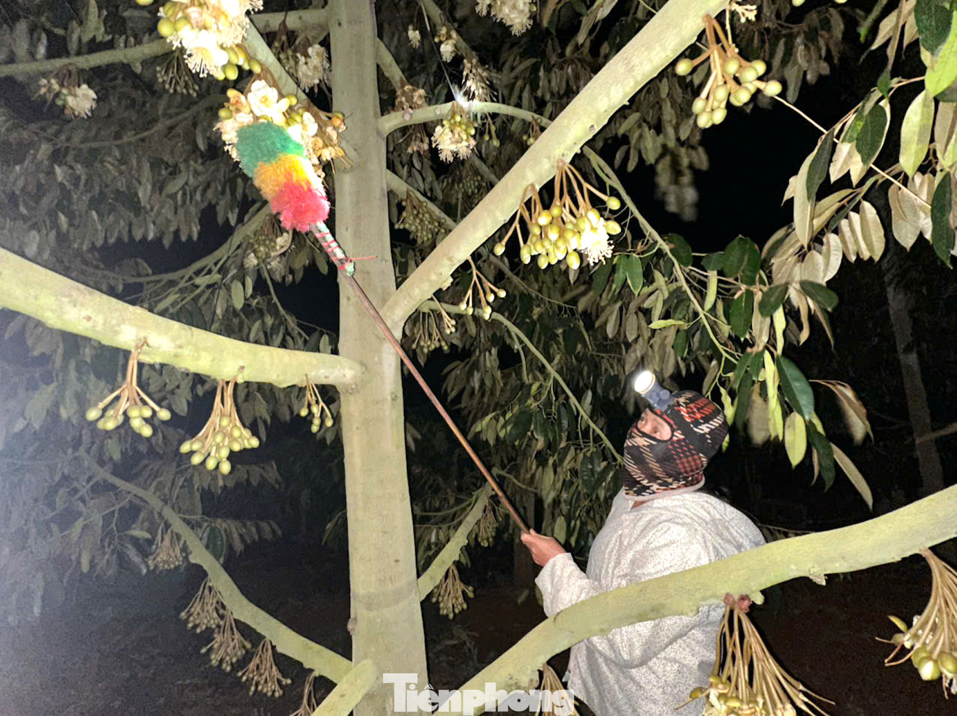 Trong đêm tối, ánh đèn pin loang loáng soi rõ từng chùm hoa trắng lung linh toả hương thơm nồng.