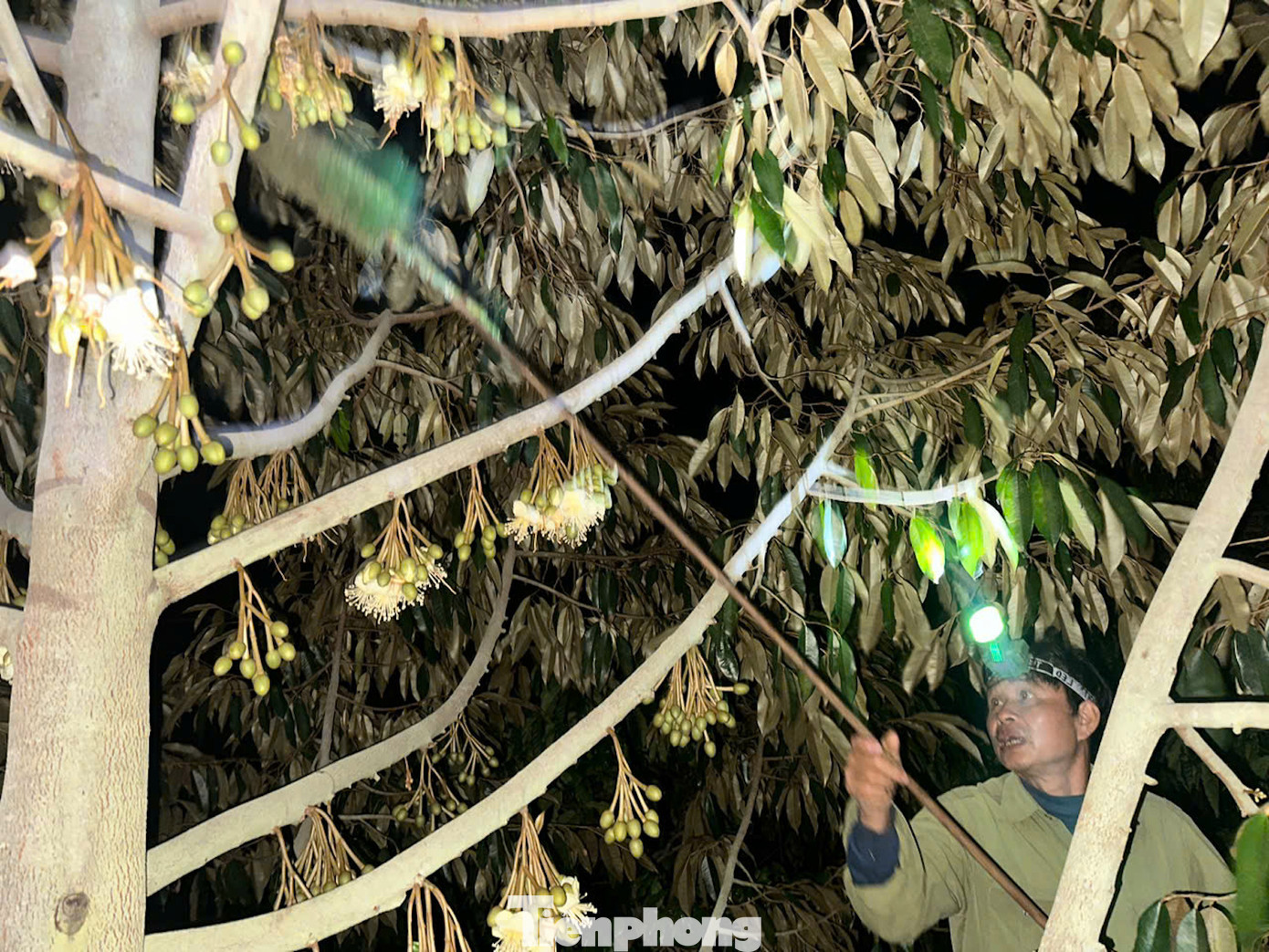 Vợ chồng bà Hải thường đi thụ phấn cho sầu riêng trong thời gian từ 18 giờ đến 21 giờ đêm. Đây là thời điểm các chùm hoa nở rộ. Lúc này, các nhụy cái bắt đầu nhận phấn từ khi nở cho đến sáng hôm sau.