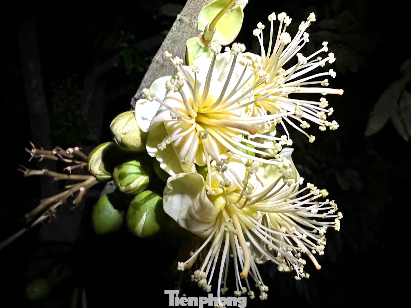 Lúc hoa mới nở, các cánh hoa màu trắng tinh khôi, và khi hoa ngả màu kem sữa là lúc cây bước vào giai đoạn xổ nhụy, chuẩn bị cho một thế hệ trái non ra đời.