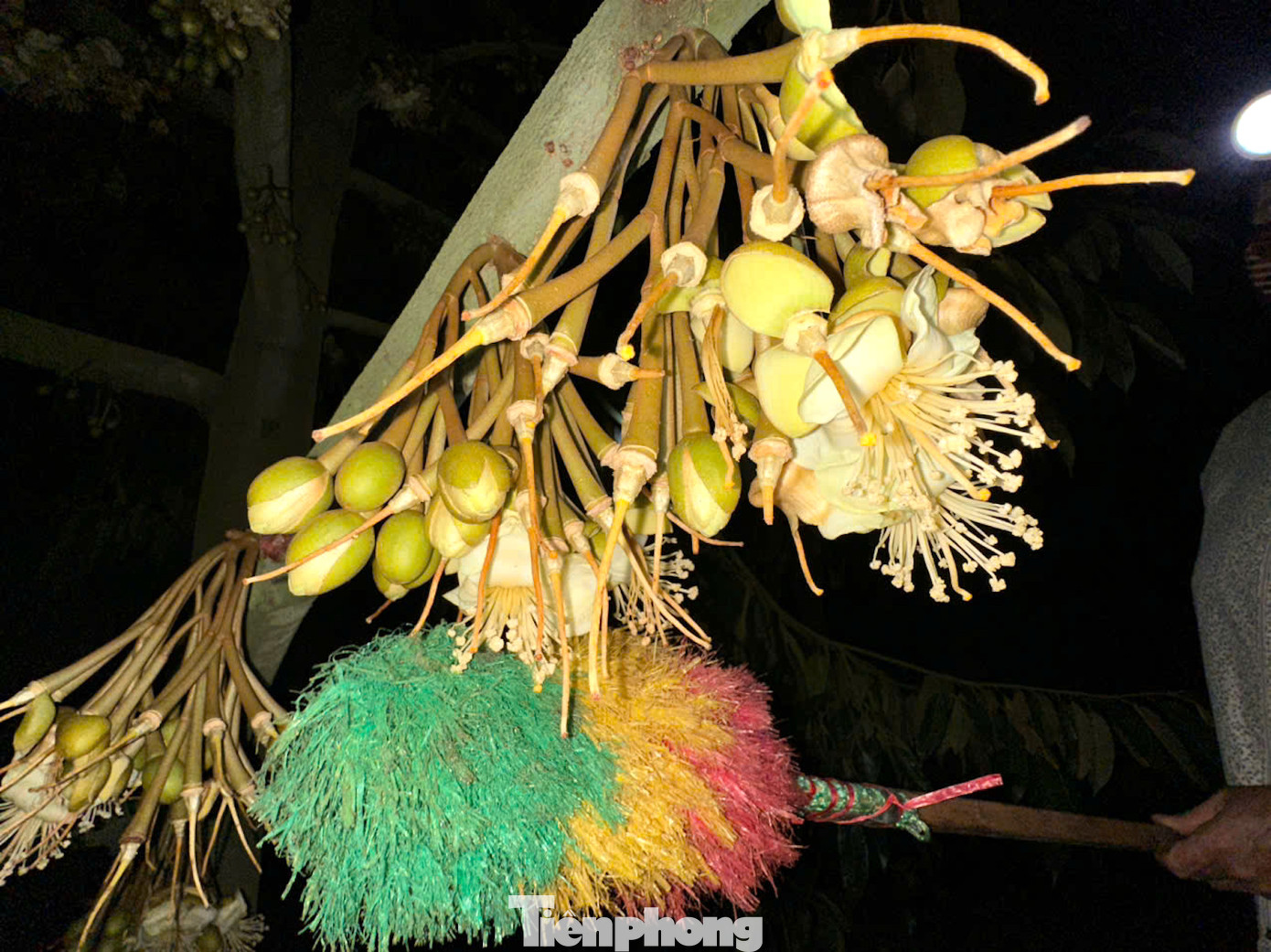 “Phải dùng chổi mềm quét lăn đều xung quanh các chùm hoa để phấn hoa dính đều vào các đầu nhụy. Thụ phấn cần nhẹ nhàng, tránh làm tổn thương hay gãy vòi nhụy”, bà Hải cho biết.