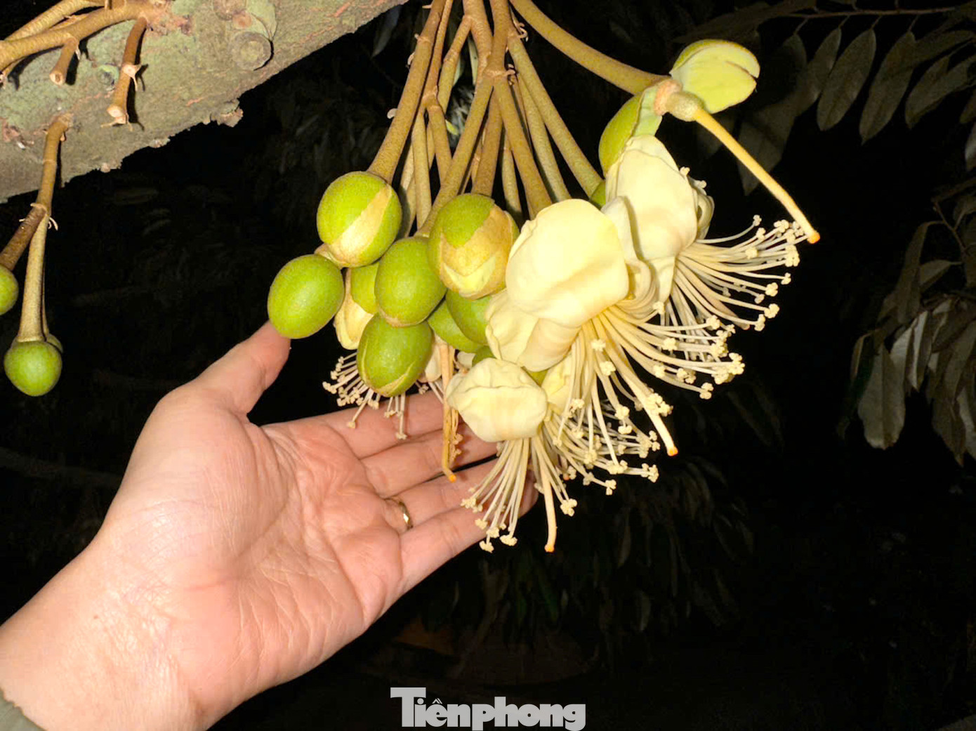 Khi hoa bắt đầu nở mọi thứ phải được đảm bảo tự nhiên. Người trồng làm nhiệm vụ quét hoa, giúp hoa thụ phấn dễ dàng hơn.