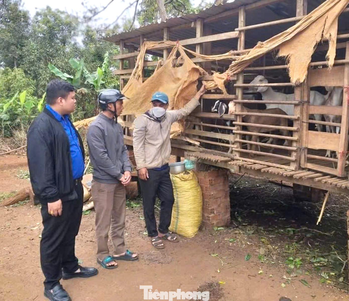 Mô hình nuôi dê sinh sản của thanh niên trên địa bàn tỉnh Mô hình nuôi dê sinh sản của thanh niên trên địa bàn tỉnh