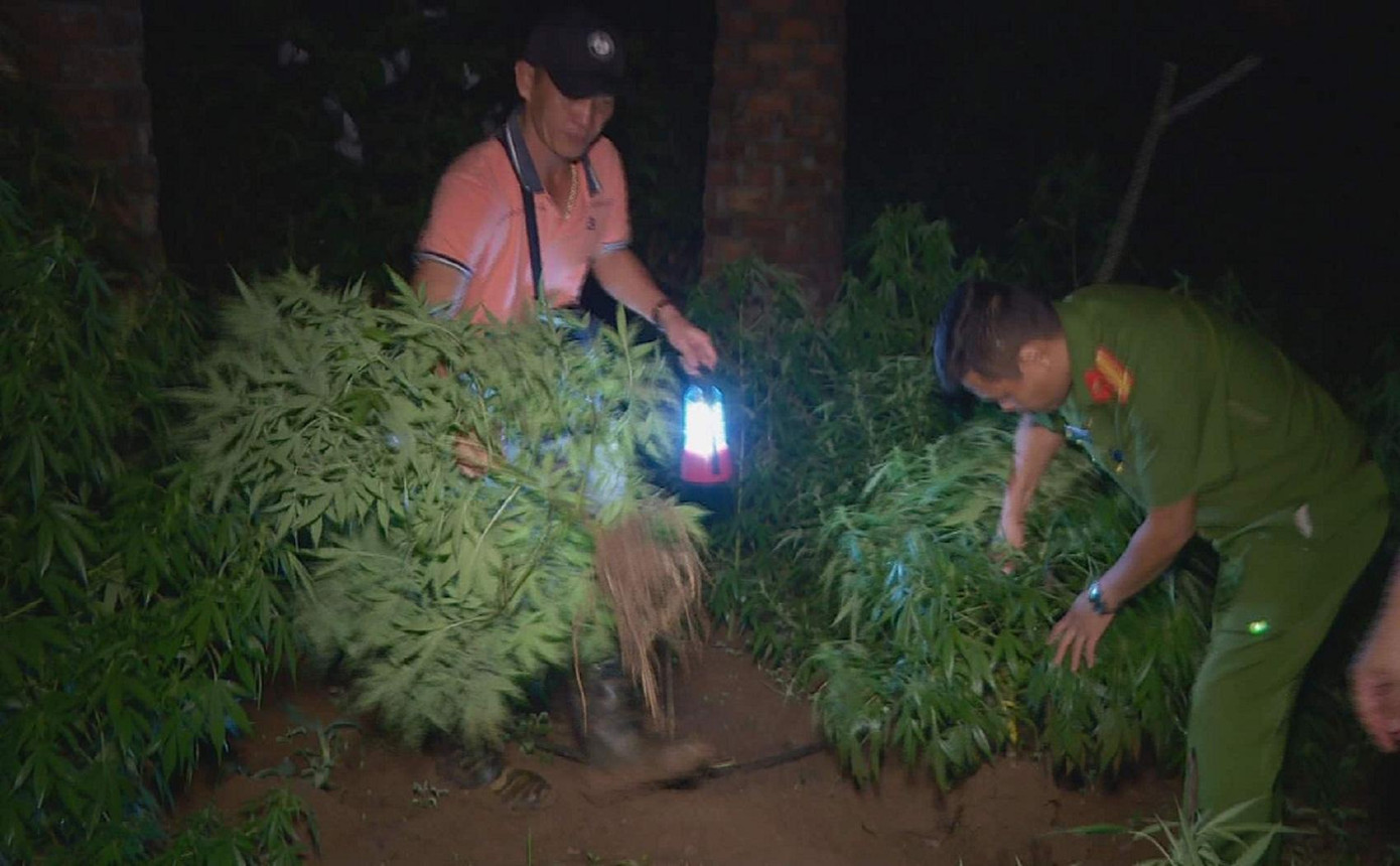 Hàng trăm cây cần sa được trồng trái phép trong vườn đối tượng Lê Đình Đệ