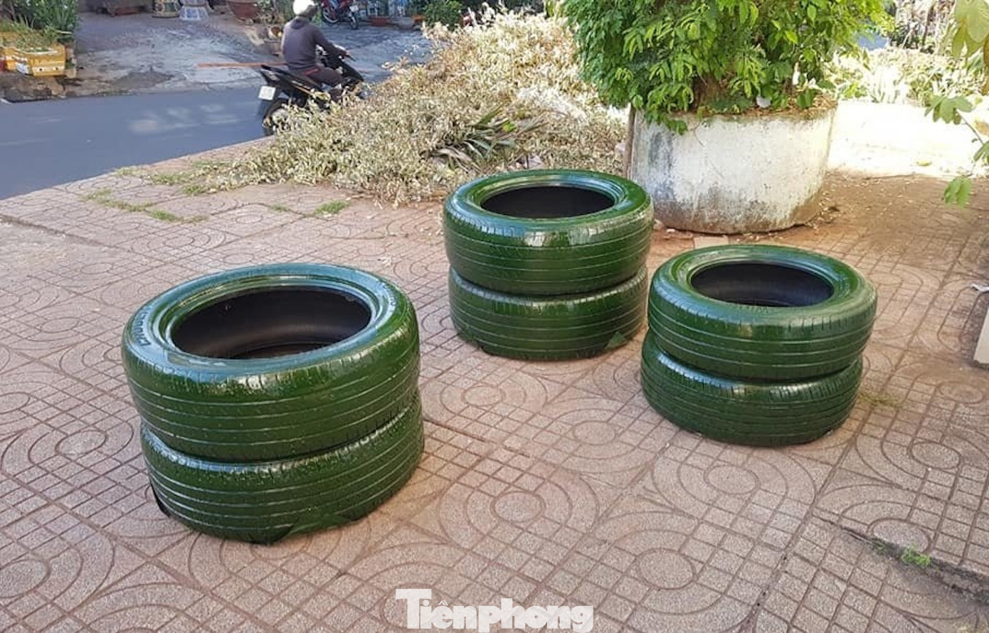 Hành trình thứ hai của lốp xe được Đoàn phường Thành Công (TP Buôn Ma Thuột) biến những lốp xe cũ thành chậu để trồng hoa, cây xanh, cây cảnh.