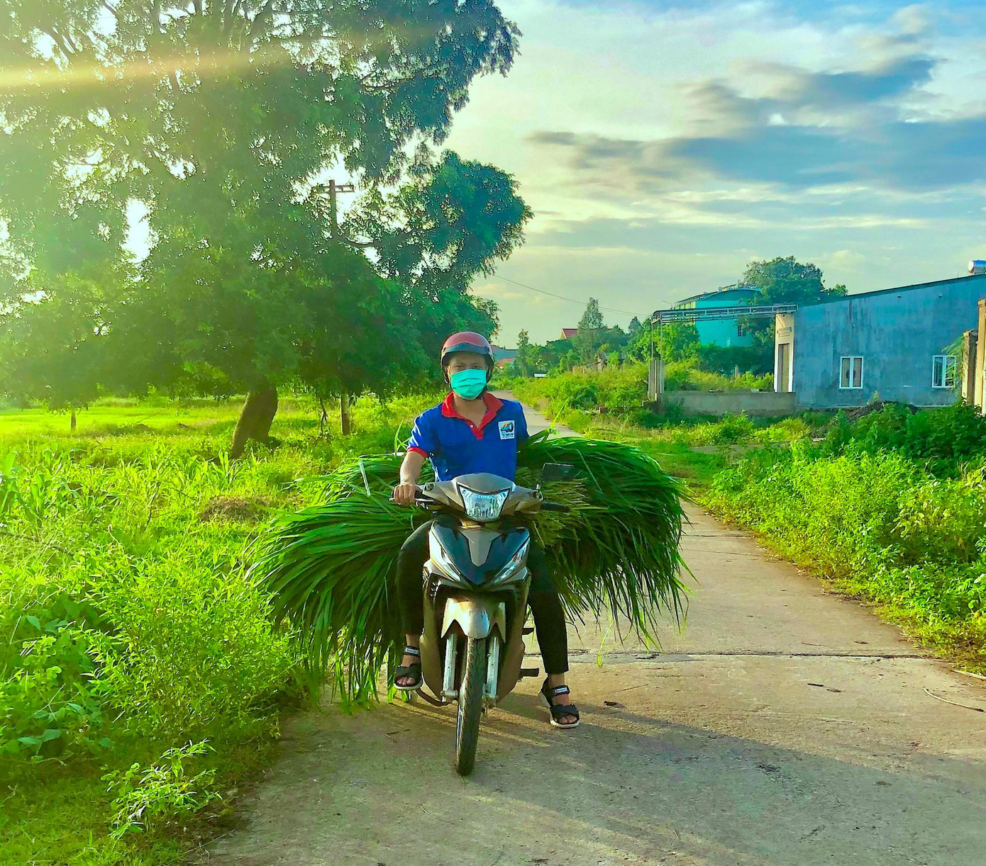 Cỏ được các bạn chở về để trước cửa nhà Cỏ được các bạn chở về để trước cửa nhà
