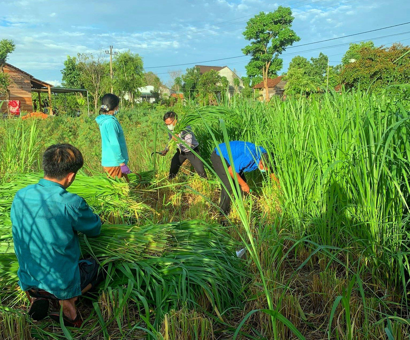 Đoàn thanh niên cắt cỏ cho bò Đoàn thanh niên cắt cỏ cho bò