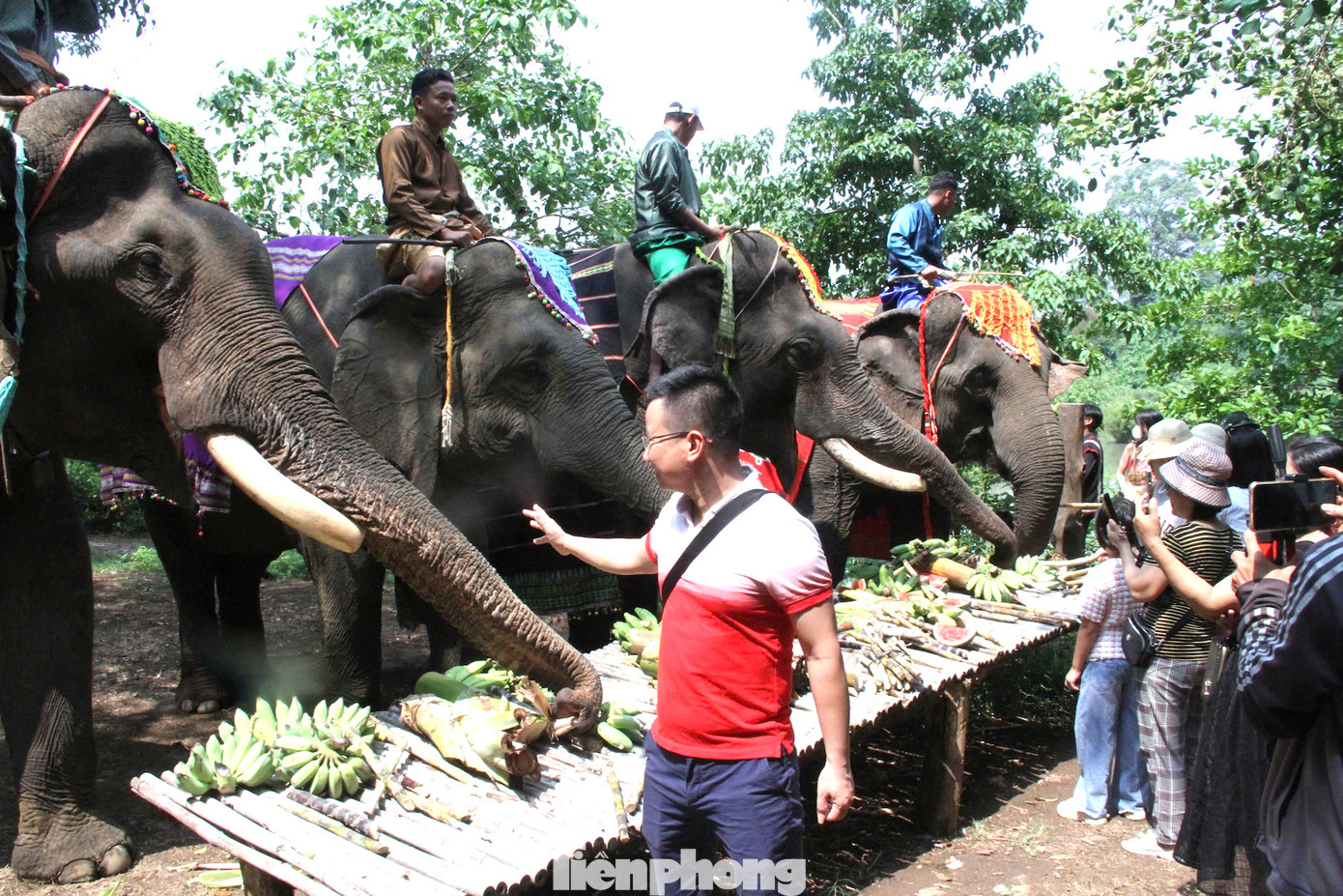 Huyện Buôn Đôn không chỉ là quê hương của nghề săn bắt thuần dưỡng voi rừng thời xa xưa mà là vùng văn hóa giao thoa với những điệu khèn, điệu lăm vông say đắm lòng người, tưng bừng trong Lễ mừng năm mới Bunpimay. Dịp này, du khách trải nghiệm du lịch thân thiện với voi.