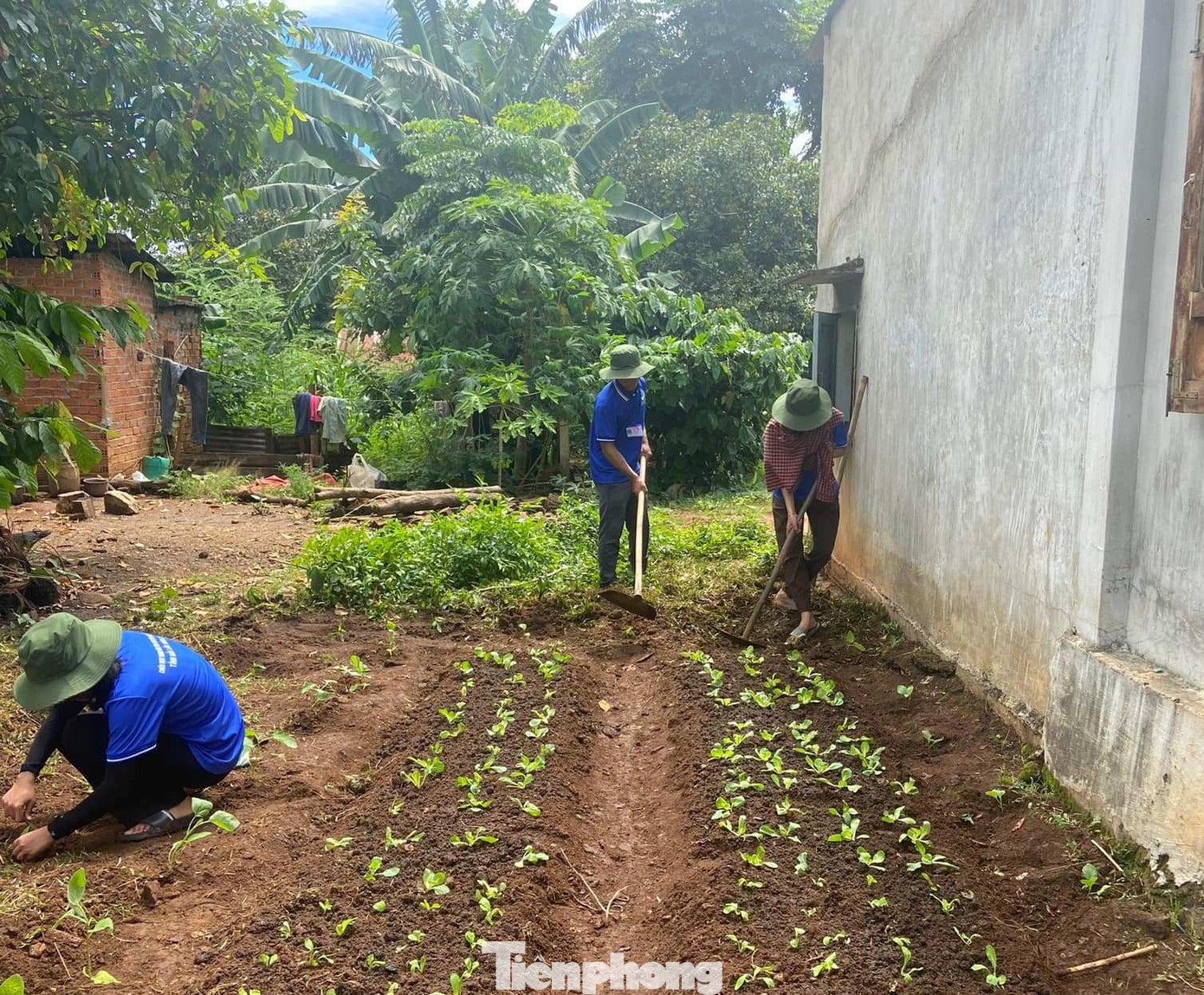 Tình nguyện viên thực hiện phần việc "Vườn rau xanh cho Mẹ" Tình nguyện viên thực hiện phần việc "Vườn rau xanh cho Mẹ"