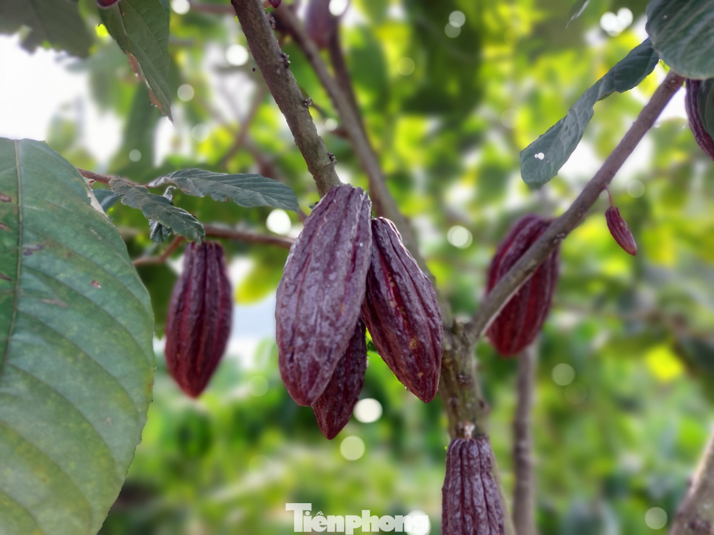 Lấp ló dưới những tán lá xanh ngắt là màu đỏ, vàng của những trái ca cao đang độ chín.