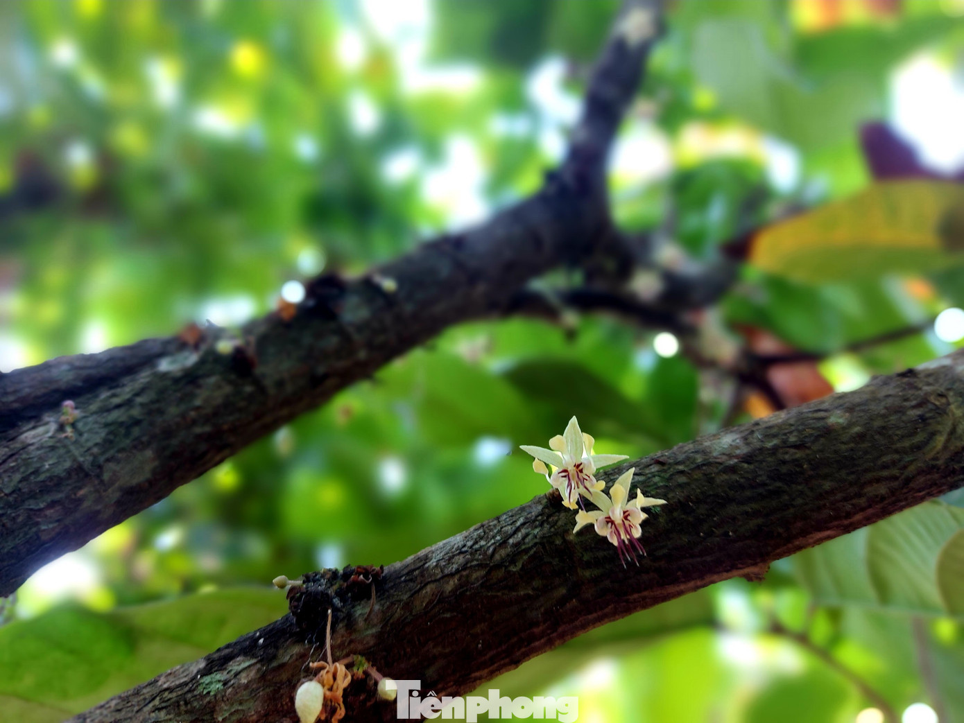 Ca cao dễ trồng, nhẹ công chăm sóc, chi phí đầu tư thấp. Cây cho thu hoạch quả quanh năm nhưng thường tập trung 2 vụ chính. Sau khi được tưới nước hoa ca cao bung nở, những bông hoa nhỏ xinh thơm mát cả không gian.