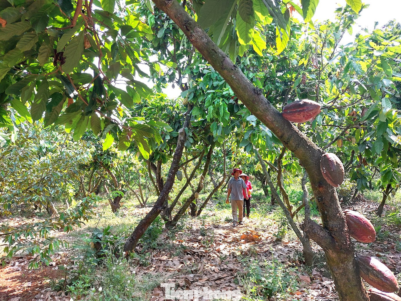 Vườn ca cao rộng hơn 1 ha của bà Nguyễn Thị Hà (xã Ea Na, huyện Krông Ana, tỉnh Đắk Lắk) khiến nhiều du khách ‘xin phép’ được vào tham quan, trải nghiệm, tìm hiểu.