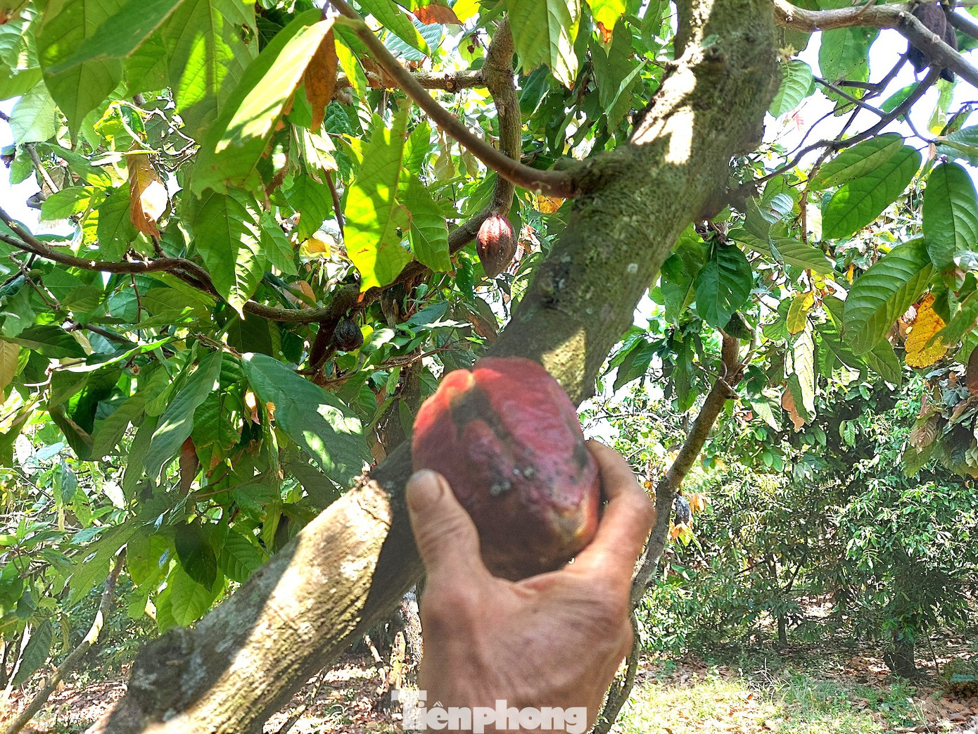 Phần ruột sau khi lấy ra sẽ tiếp tục đem ủ từ 5 ngày. Trong khoảng thời gian này, lớp vỏ màu trắng bên ngoài sẽ lên men và tách ra.