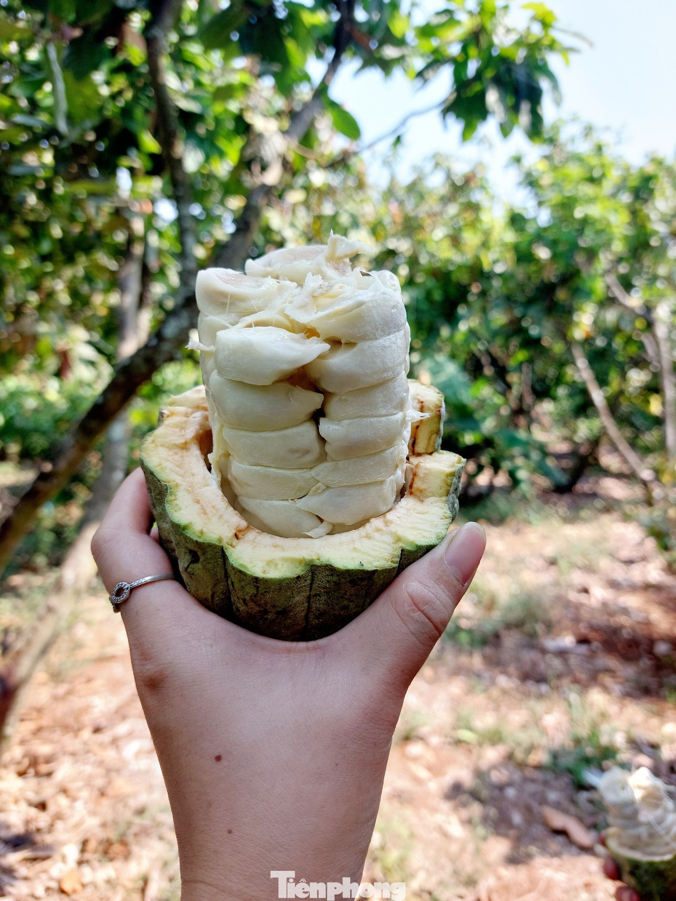 Hạt ca cao được bao bọc bởi lớp cơm màu trắng khá dày bên ngoài, ăn có vị chua chua ngọt ngọt.
