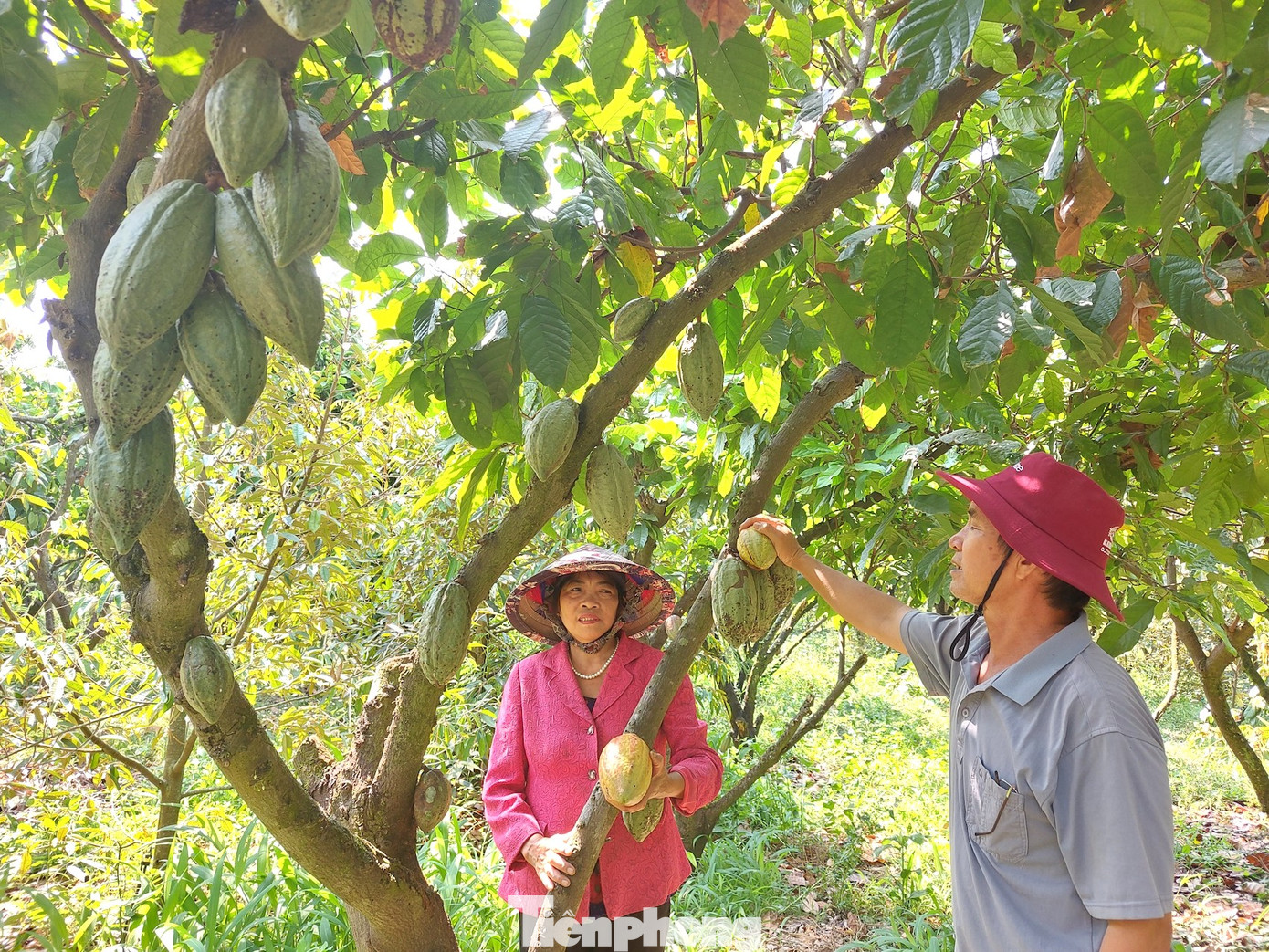 Năm trước giá ca cao 70.000 - 80.000 đồng/kg, năm nay thời điểm này ca cao có giá 130.000-140.000 đồng/kg, cao gần gấp đôi năm ngoái, bà con rất phấn khởi.
