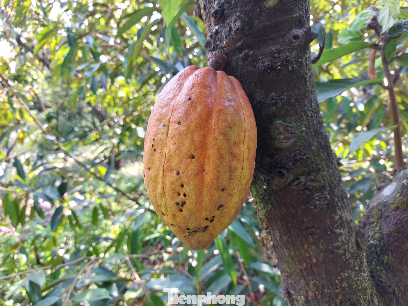Nhiều người đã quen với bột ca cao nhưng quả ca cao tươi thì không phải ai cũng từng được nếm thử.