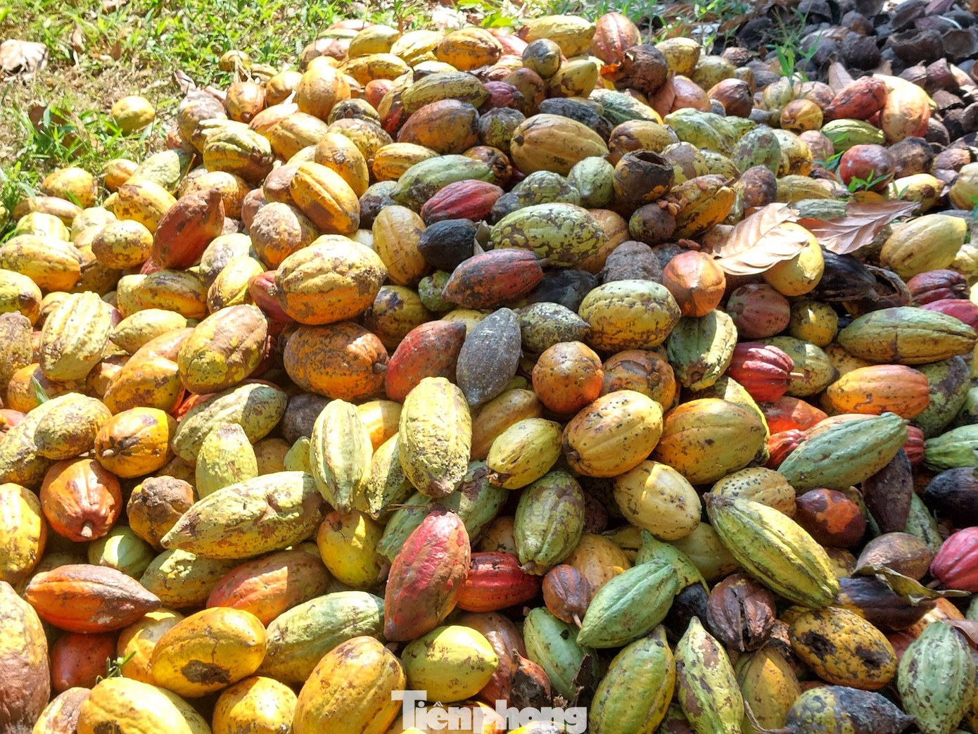 Trái ca cao già sau khi hái từ trên cây xuống sẽ chẻ vỏ để lấy phần ruột bên trong.