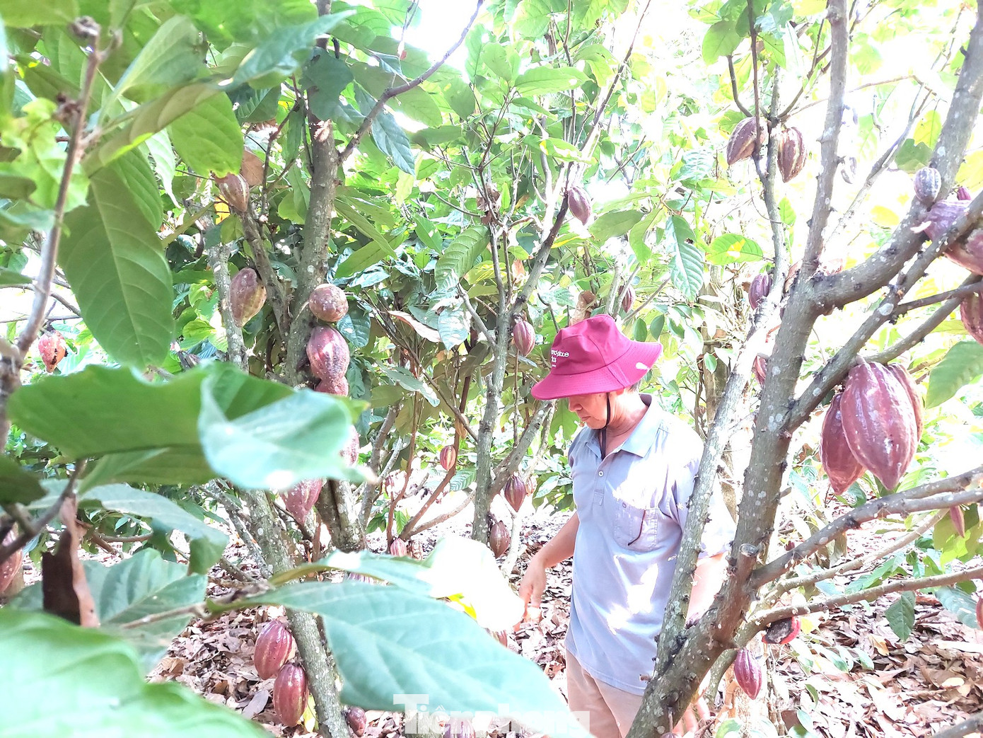 Lấp ló dưới những tán lá xanh ngắt là màu đỏ, vàng của những trái ca cao đang độ chín.