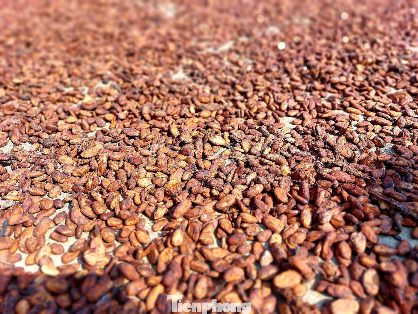 Sau quá trình lên men, hạt ca cao chuyển sang màu nâu. Lúc này, hạt được đem đi phơi nắng. Hạt ca cao là nguyên liệu làm một số sản phẩm như socola, bột ca cao, bơ ca cao..