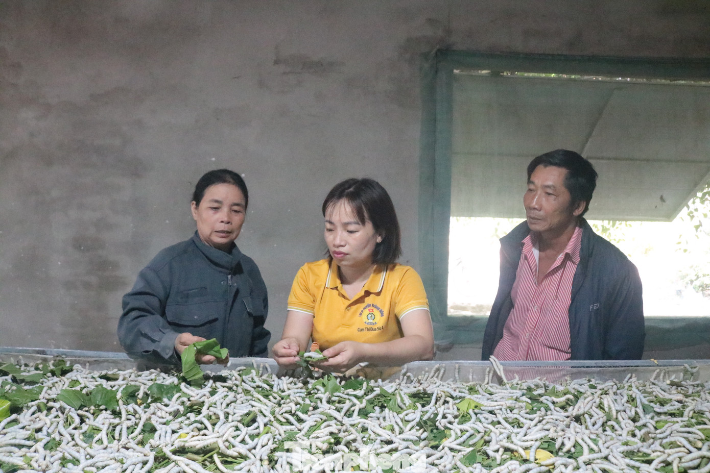 Khu nhà nuôi tằm của gia đình bà Thanh. Khu nhà nuôi tằm của gia đình bà Thanh.