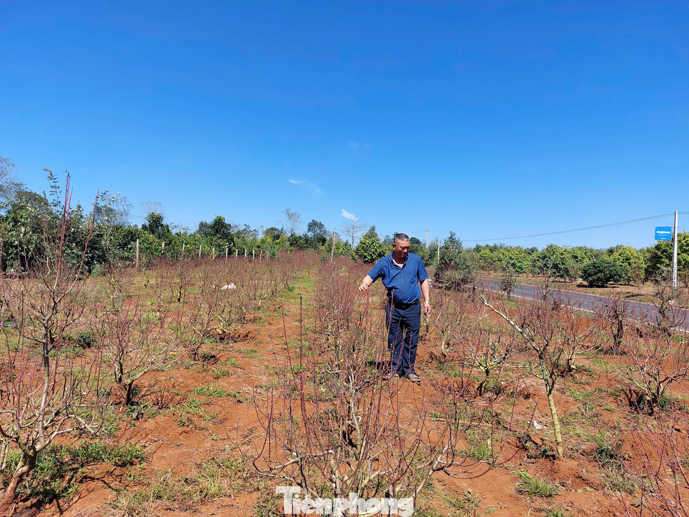 Ông Nguyễn Văn Thắng (phường Đoàn Kết, thị xã Buôn Hồ) có hơn 1.700 gốc đào. Ông Thắng cho biết, vườn đào của gia đình từ 3 đến 7 năm tuổi. Có một số cây đào trên 10 năm tuổi.