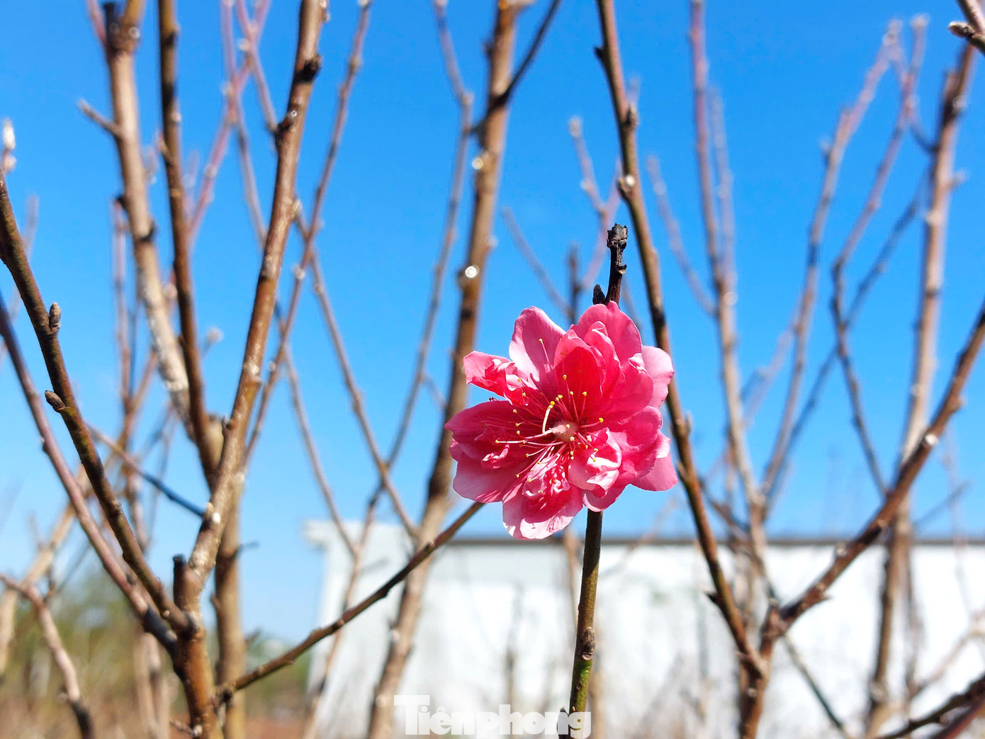 Những năm trước, người dân ở đây muốn có đào trưng Tết, phải đặt mua ở các tỉnh, thành phía Bắc. Cây vận chuyển xa dễ gãy dập, chi phí đắt. Từ khi cây hoa đào được trồng thành công tại vùng này, dịp cận Tết, người dân dễ dàng mua những cây đào độc lạ, hoa rực rỡ.