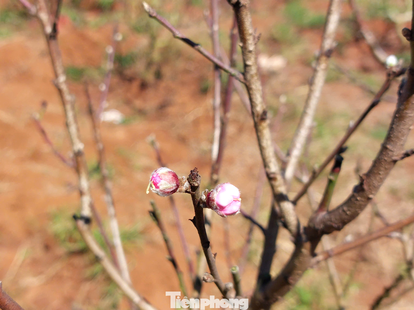 Trong vườn, trên cành đã bật ra chi chít nụ hoa nhỏ li ti. Thấp thoáng trên những cây đào là bông hoa rực rỡ màu hồng của đào bích, đào phai.