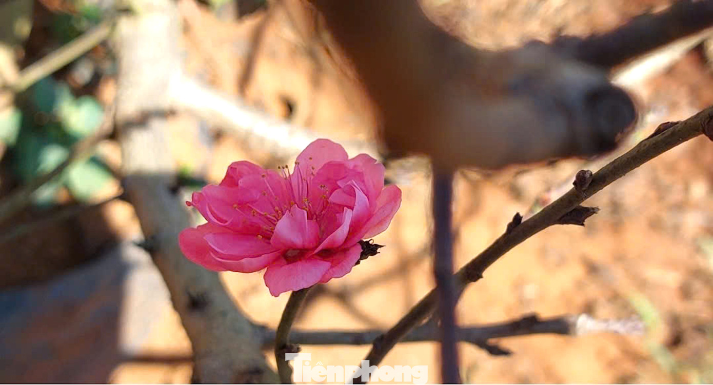 Tại đây, các nhà vườn trồng 3 loại đào, gồm đào bích, đào phai, đào tuyết.