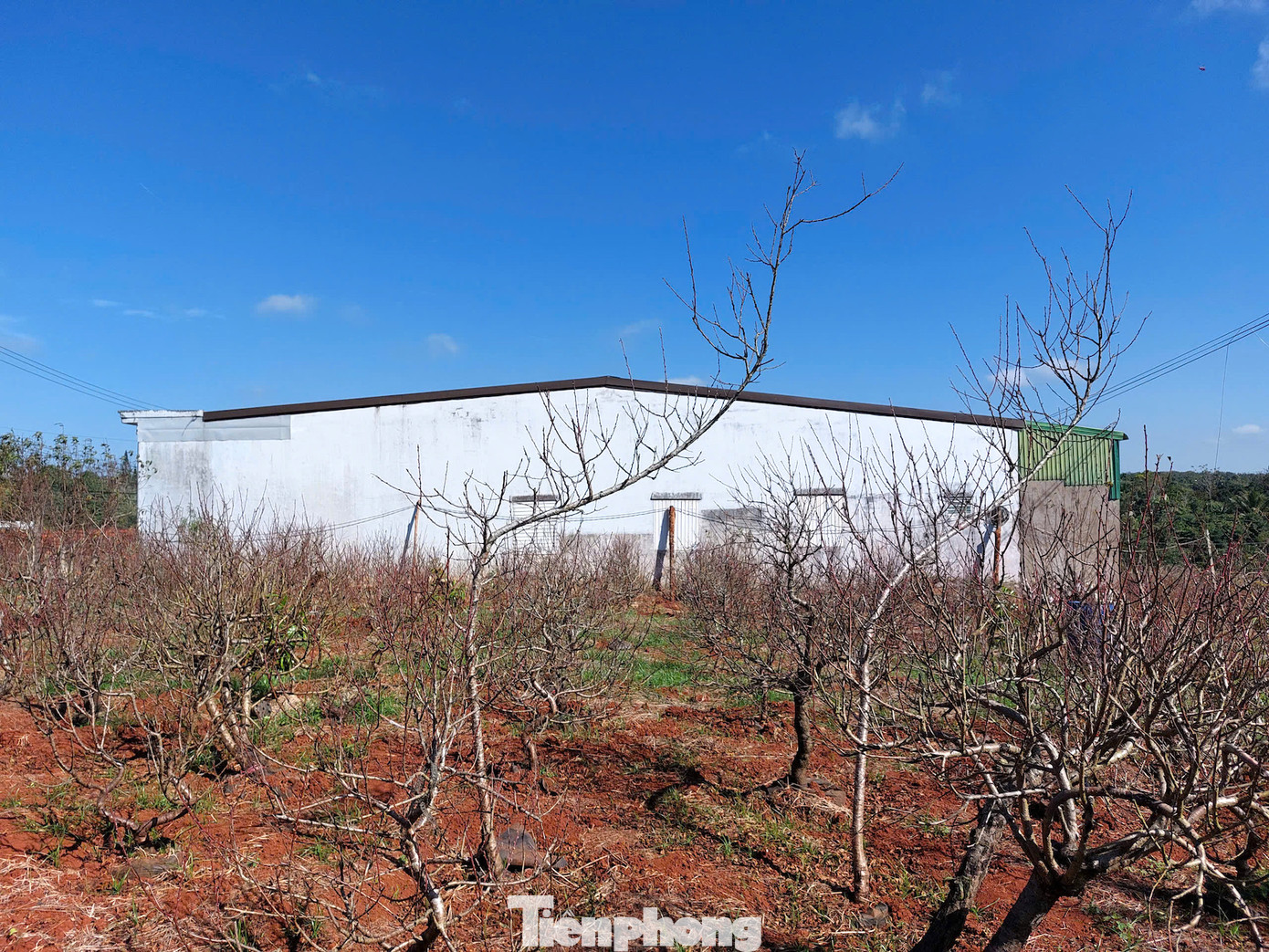 Những năm qua, hàng chục hộ dân tại 3 phường của thị xã Buôn Hồ đã trồng thành công giống đào Nhật Tân phục vụ nhu cầu chơi tết của khách hàng. Từ vườn đào mang lại thu nhập hàng trăm triệu đồng/năm/hộ.