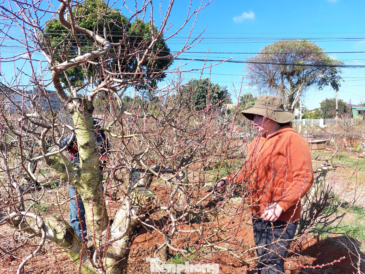 Chị Vũ Thị Hằng (phường Thống Nhất, thị xã Buôn Hồ) là người đầu tiên đưa giống hoa đào Nhật Tân về trồng tại xứ sở cà phê.