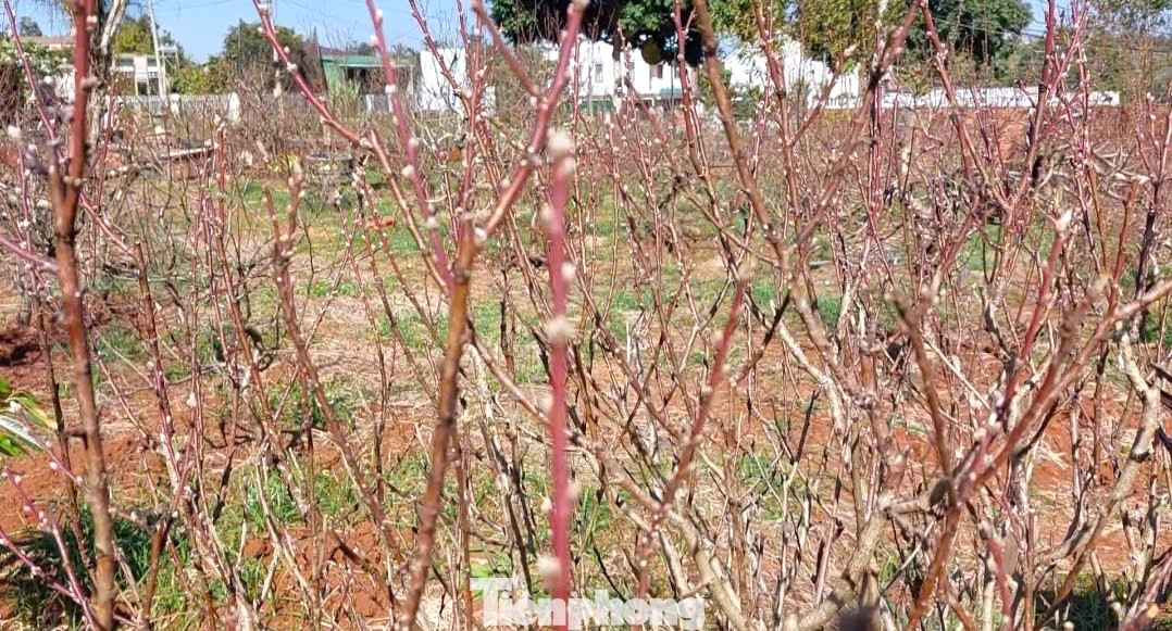 Thời điểm hiện tại, thương lái đã chốt 30% số lượng đào tại các vườn trên địa bàn. Đến ngày 20 tháng Chạp, năm nào khu vực này cũng tấp nập khách đến mua đào. Hoa đào được bán giá trung bình từ 300.000 đồng/cây đến hàng chục triệu đồng/cây tuỳ vào số năm tuổi của cây.