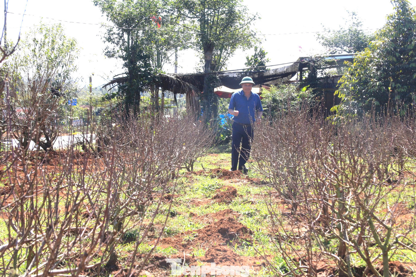 Thời gian qua, cây hoa đào mang lại hiệu quả kinh tế cao và thị trường đầu ra khá ổn định. Các hộ dân đã liên kết với nhau thành lập Hợp tác xã TMDV Hoa Đào Đoàn Kết - Buôn Hồ. Hợp tác xã hiện có 14 thành viên, diện tích canh tác trên 16ha.