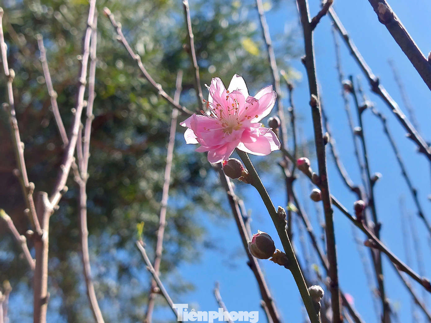 Sắp tới, tại Thị xã Buôn Hồ sẽ diễn ra Ngày hội “Hoa Đào Xuân Ất Tỵ năm 2025”. Ngày hội nhằm đẩy mạnh phong trào xây dựng phát triển hoa đào Buôn Hồ thành sản phẩm hàng hóa, là một hướng đi giúp bà con nông dân nâng cao thu nhập, tăng hiệu quả về kinh tế.