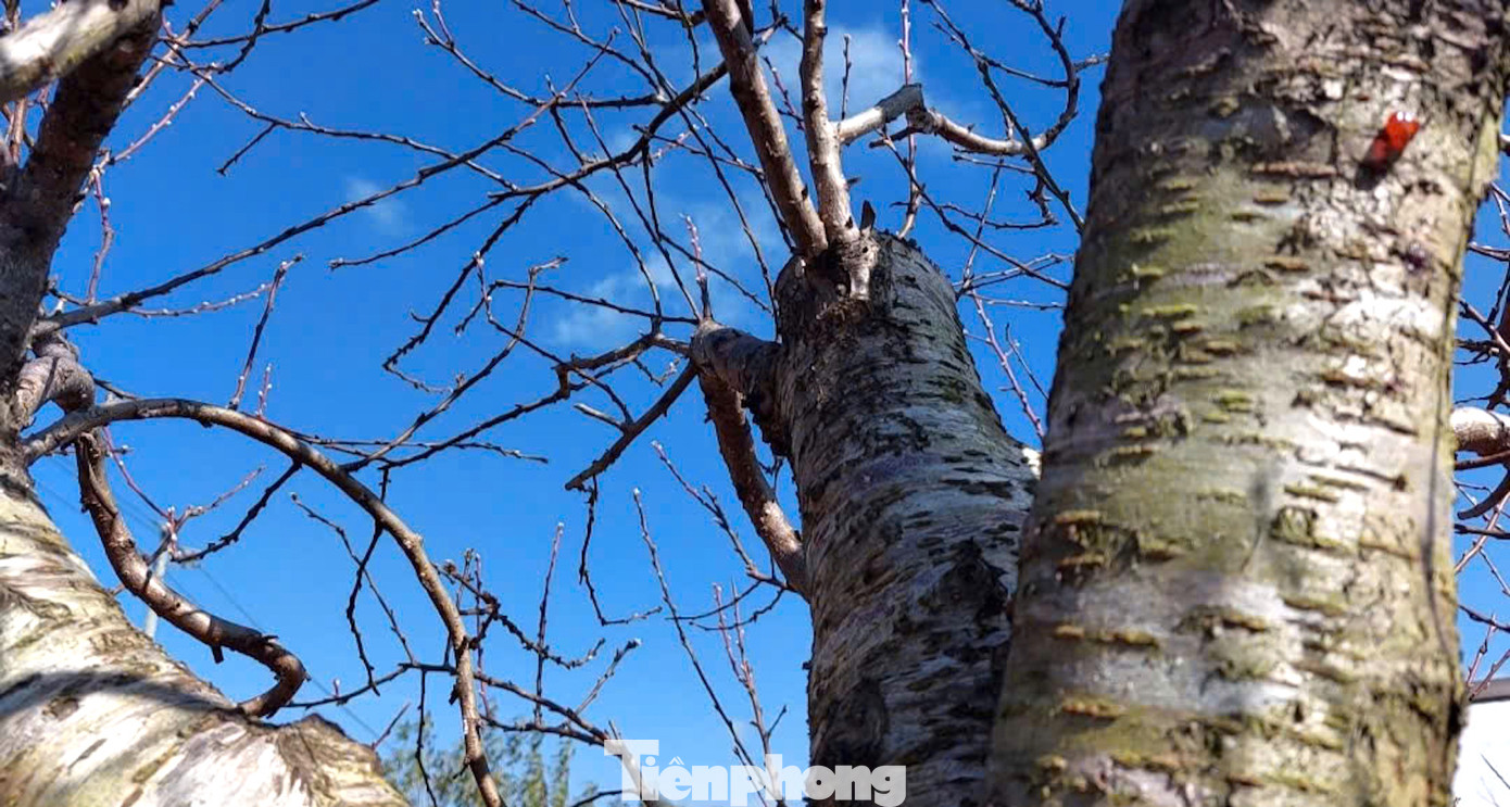 Chị Hằng chia sẻ, năm nay, gia đình chị trồng khoảng 7.000 gốc đào. Trồng hoa đào không quá khó nhưng cần sự chăm sóc tỉ mỉ và phải biết kỹ thuật thì hoa mới nở đúng dịp Tết. Đặc biệt phải thường xuyên theo dõi diễn biến thời tiết từ khoảng 1 - 2 tháng trước Tết.