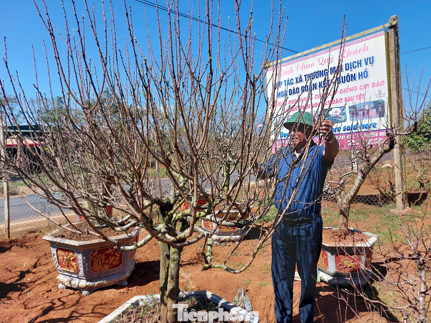 Ông Nguyễn Văn Thắng, Giám đốc Hợp tác xã cho biết, được sự đồng hành hỗ trợ của chính quyền địa phương, UBND thị xã Buôn Hồ, đến nay, sản phẩm hoa đào của Hợp tác xã đã được công nhận là sản phẩm OCOP 3 sao.