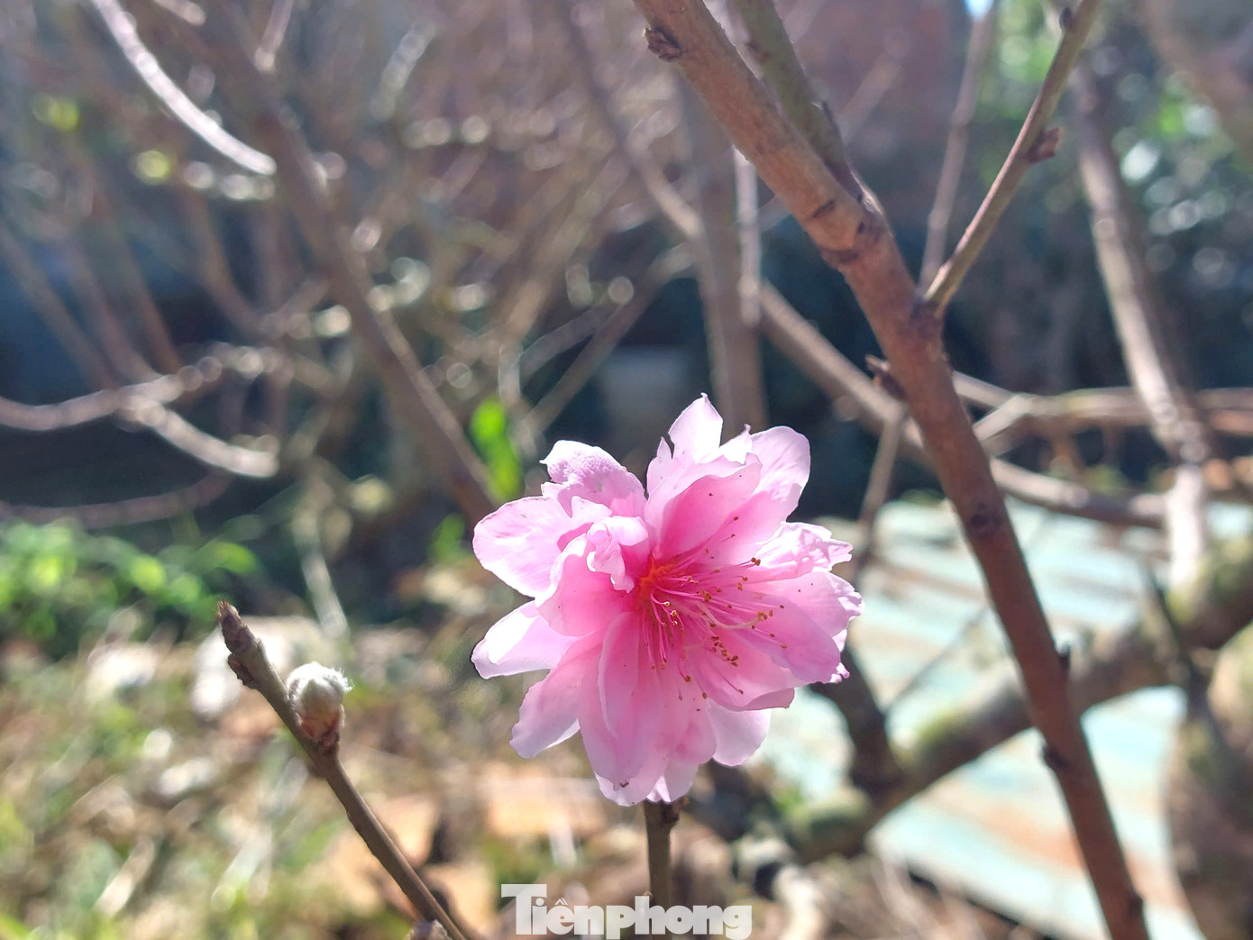 Tại đây, các nhà vườn trồng 3 loại đào, gồm đào bích, đào phai, đào tuyết.