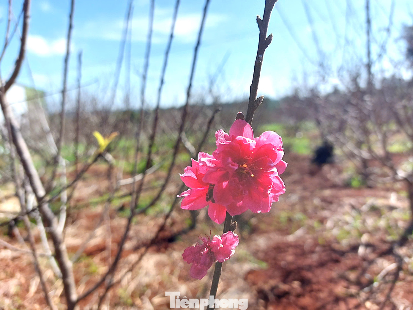 Qua đó, quảng bá hình ảnh hoa đào Buôn Hồ gắn với tiềm năng phát triển du lịch của thị xã đến đông đảo người dân và du khách trong dịp Tết Nguyên đán.