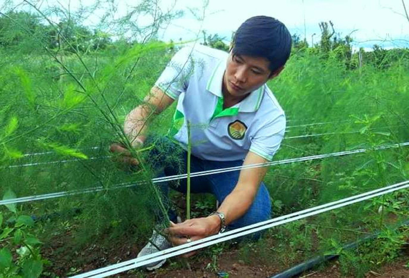 Quá trình trồng và chăm sóc cây phải đúng kỹ thuật Quá trình trồng và chăm sóc cây phải đúng kỹ thuật