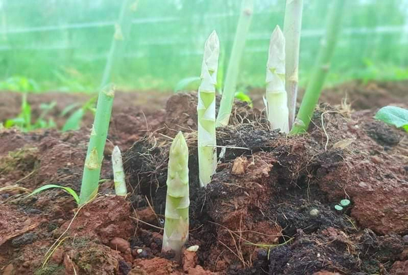 Mỗi năm măng tây cho thu hoạch 8-9 tháng Mỗi năm măng tây cho thu hoạch 8-9 tháng