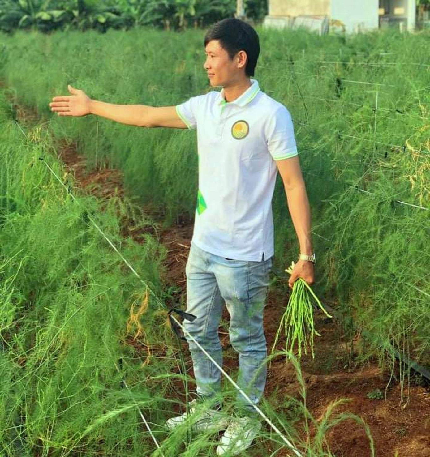 Mô hình trồng măng tây là mô hình mới tại huyện Mô hình trồng măng tây là mô hình mới tại huyện