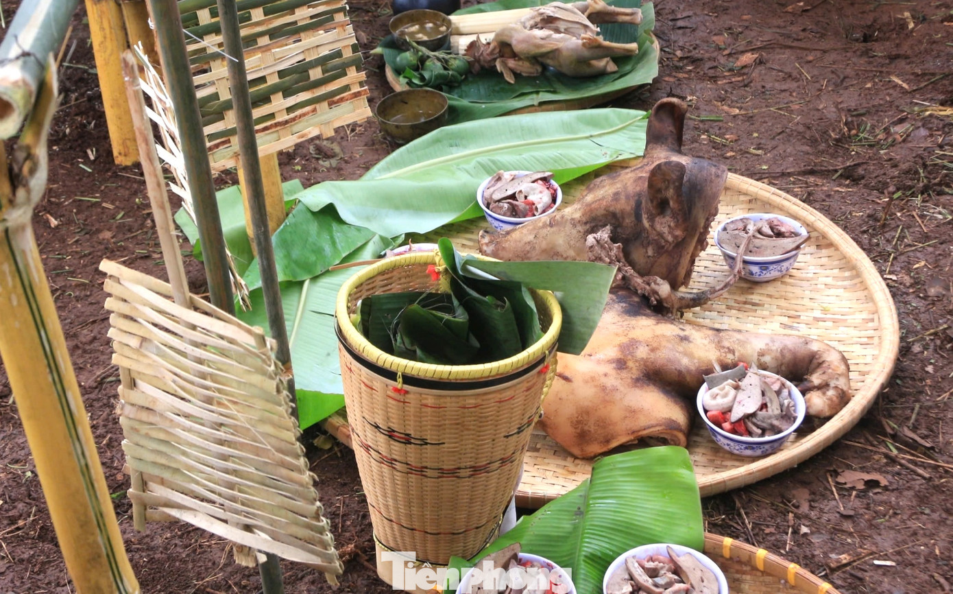 Lễ vật chuẩn bị cho lễ cúng gồm: 2 con heo trong đó một heo trắng khỏe mạnh, không được mắc các loại bệnh tật.