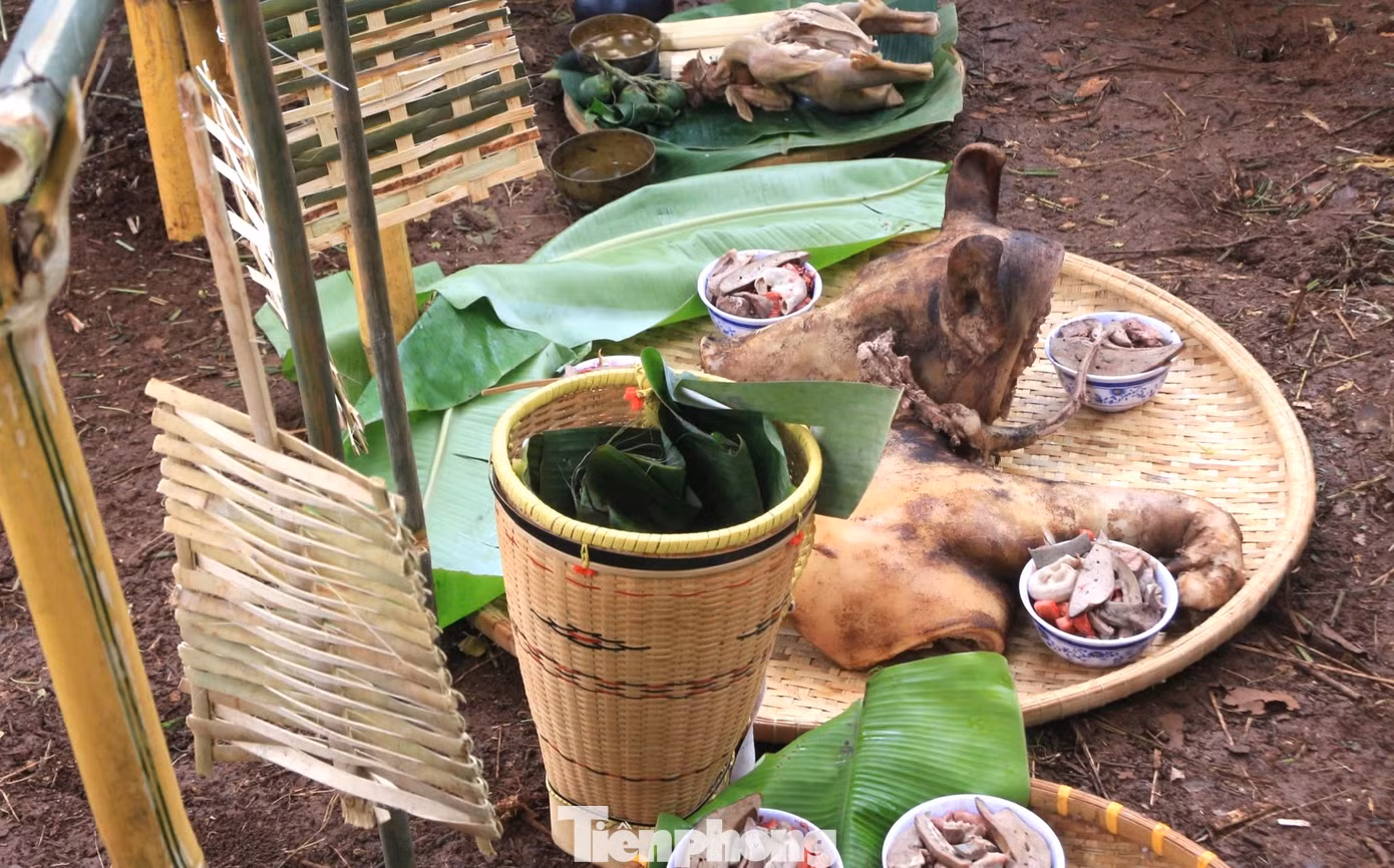 Lễ vật chuẩn bị cho lễ cúng gồm: 2 con heo trong đó một heo trắng khỏe mạnh, không được mắc các loại bệnh tật.