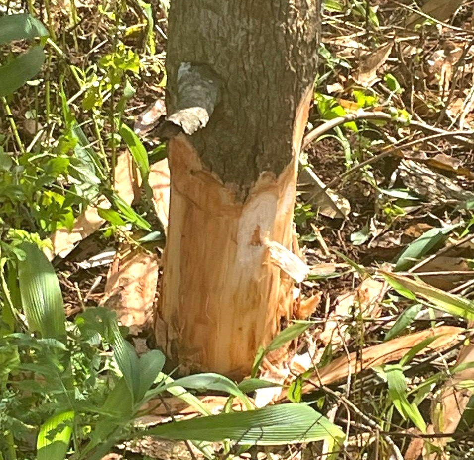 Cây sầu riêng của chị H Chip bị đẽo hết vỏ quanh gốc