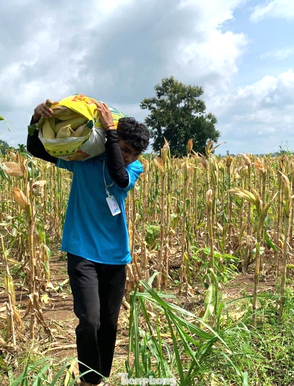 Đoàn viên thanh niên hỗ trợ thu hoạch 3 sào bắp và dọn dẹp đất cho vụ mới tại gia đình cụ Trần Thị Lý - Mẹ Việt Nam Anh Hùng.